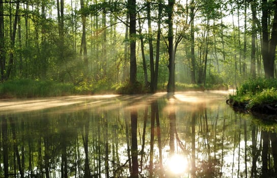 Morning mood in the Spreewald