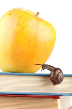 The garden snail, books and apple on a white background. Back to school.