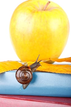The garden snail, books and apple on a white background. Back to school.