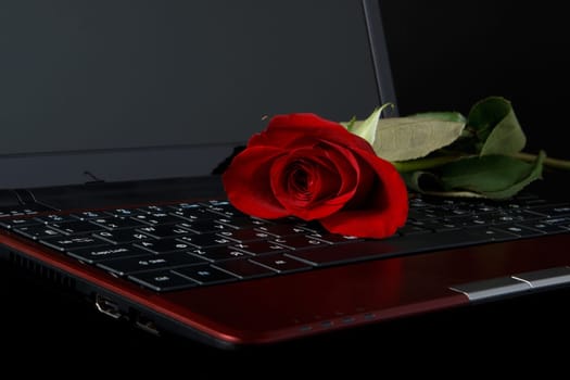 Modern notebook and rose on a black background