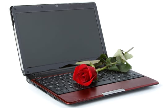 Modern notebook and flower on a white background