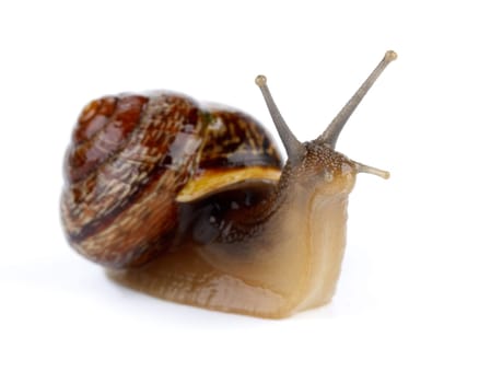 Small garden snail on a white background
