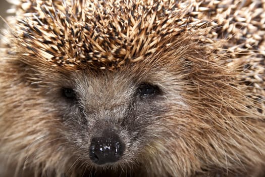 Portrait of a nice hedgehog. Close up.