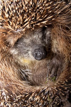 Portrait of a nice hedgehog. Close up.