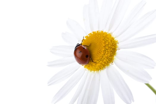 Ladybird on a daisy over white background. A close up.