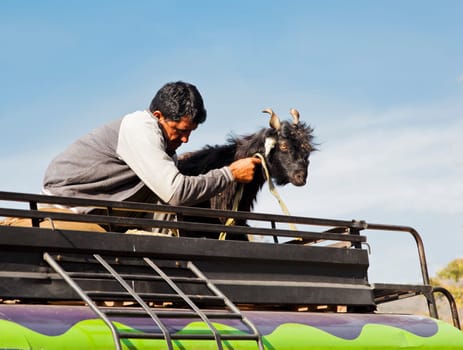 landscape in Jammu Kashmir man and his goat traveling across region on the roof rack of a colorful mini bus