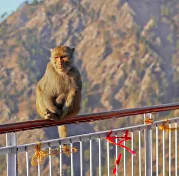 Vertical portrait of Macaca Radianta Monkey at Vaishno Devi India hanging onto railings seeimg to ask about the owner of a red ribbon attaced to the balustrade which is a Hindu religious custom with pilgrims who visit Vaishno Devi on the pilgrimage on the