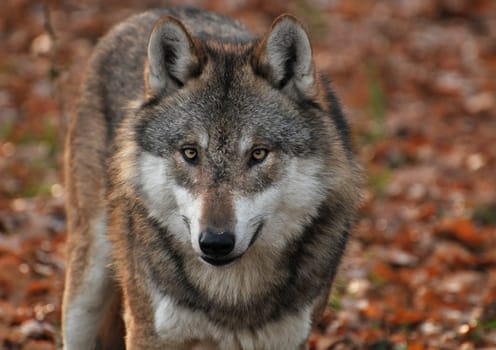 Grey wolf