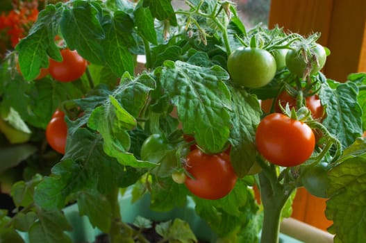 Red and green tomatoes