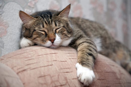 Cat sleeping by sofa. Kuzia - senior cat (12 y.o.)