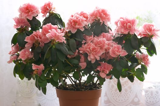 Azalea flower.
