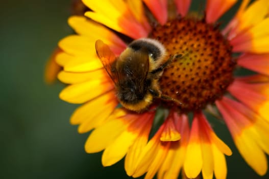 Bumblebee by Gaillardia flower. September 2006, Karaganda, Kazakhstan