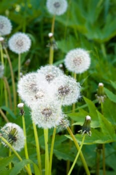 Dandelions. Near Novosibirsk, Ju