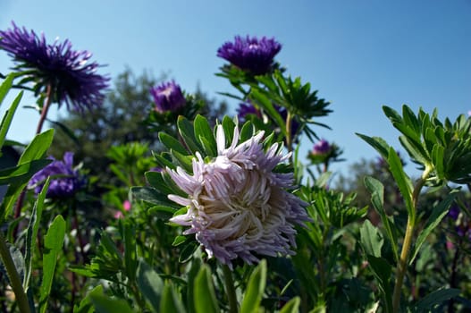 Aster (Michaelmas daisy). September 2006, Karaganda, Kazakhstan