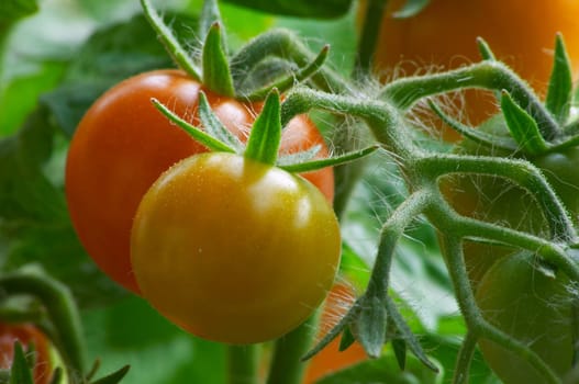 Red and yellow tomatoes