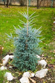 Little Blue fir in homegarden. October 2006, Novosibirsk