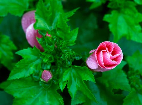 Leaves, flowers and bud of mallow, with raindrops.