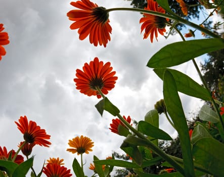 Calendula flowers against cloudy sky. HDR.