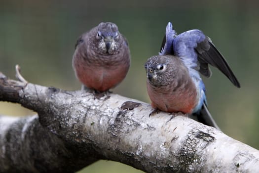 Bourke parakeets