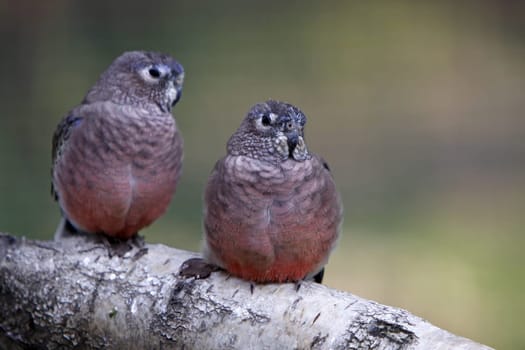 Bourke parakeets