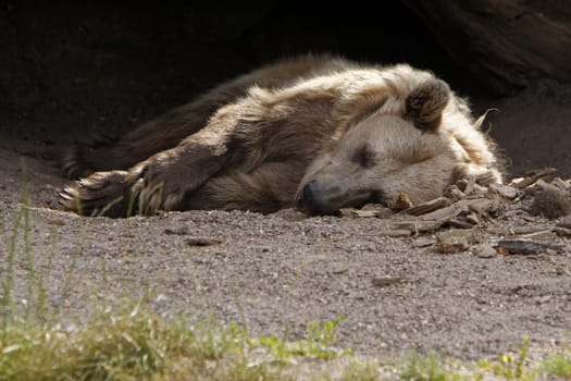 Resting Brown Bear