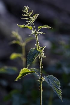 Nettle backlit