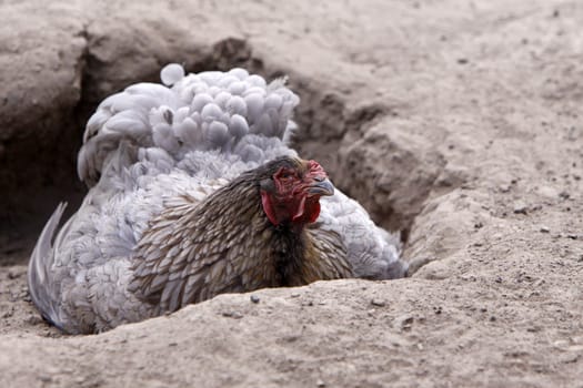 Brahma chicken in a sand bath