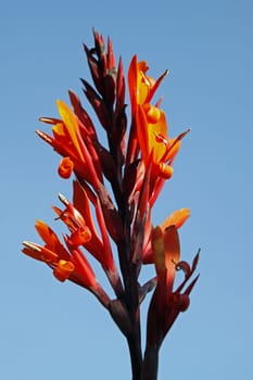 Red Canna