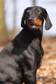 Brandlbracke