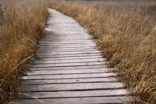 Plank path through the Hiller Moor