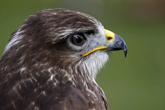 Common buzzard