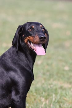Brandlbracke