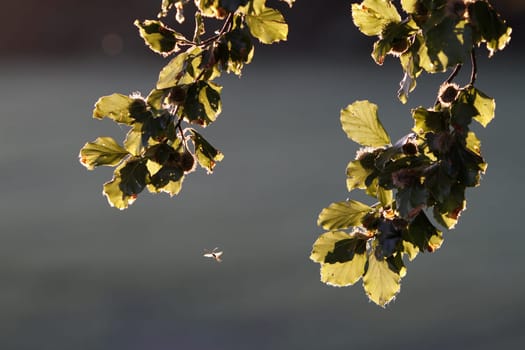 Beech leaves in backlight