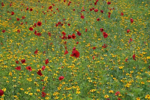 Flower meadow