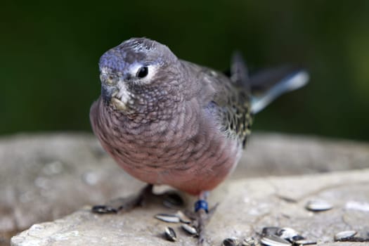 Bourke parakeet