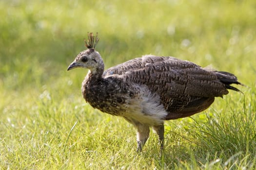 Blue Peacock (Chick)