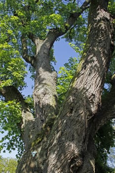 Natural monument old oak