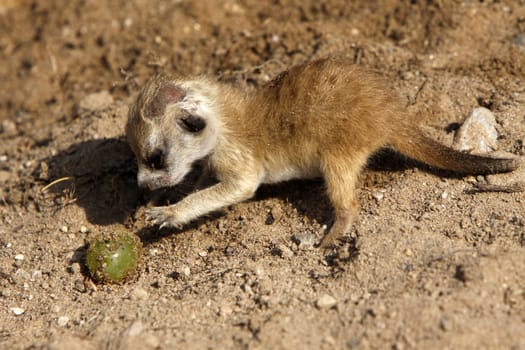 Baby meerkat