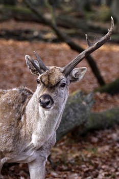 Mesopotamian fallow deer with unequal antlers