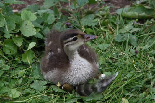 Duckling