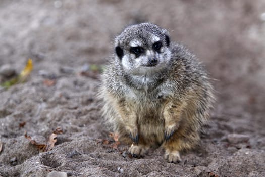 Fluffed meerkat