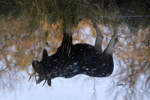 Reflection of a bull moose