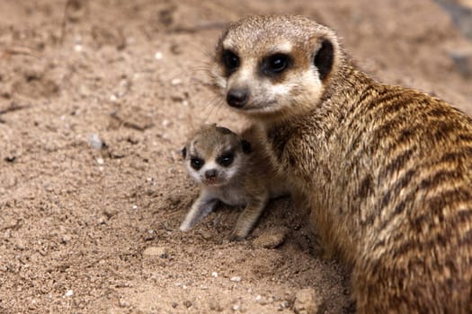 Meerkat with baby