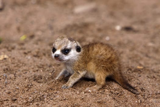 Baby meerkat