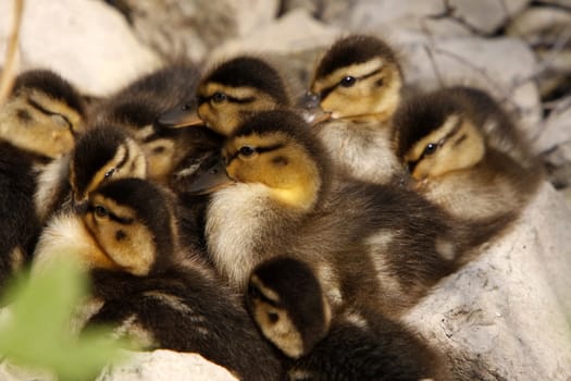 Duckling