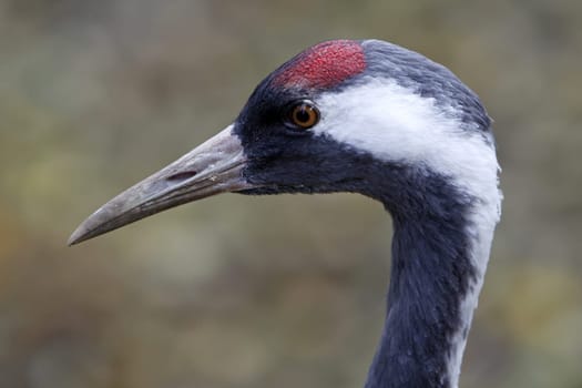 Common crane