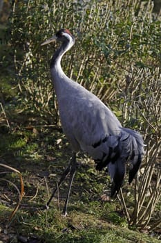 Common crane