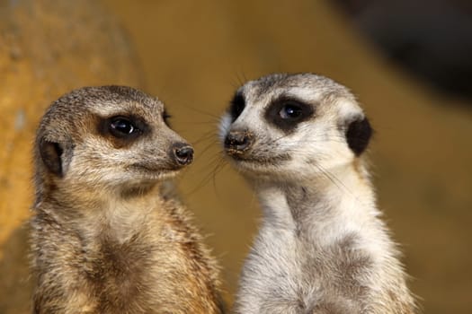Two meerkats