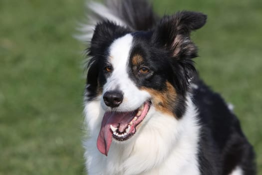 Border Collie