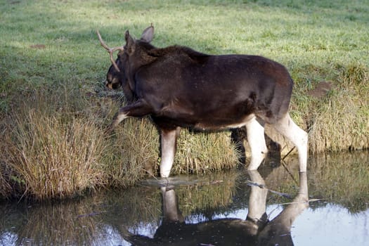 Bull moose in the water
